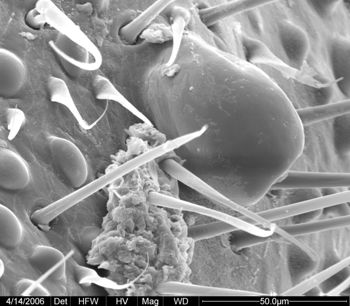 Media type: image;   Invertebrate Zoology 133769